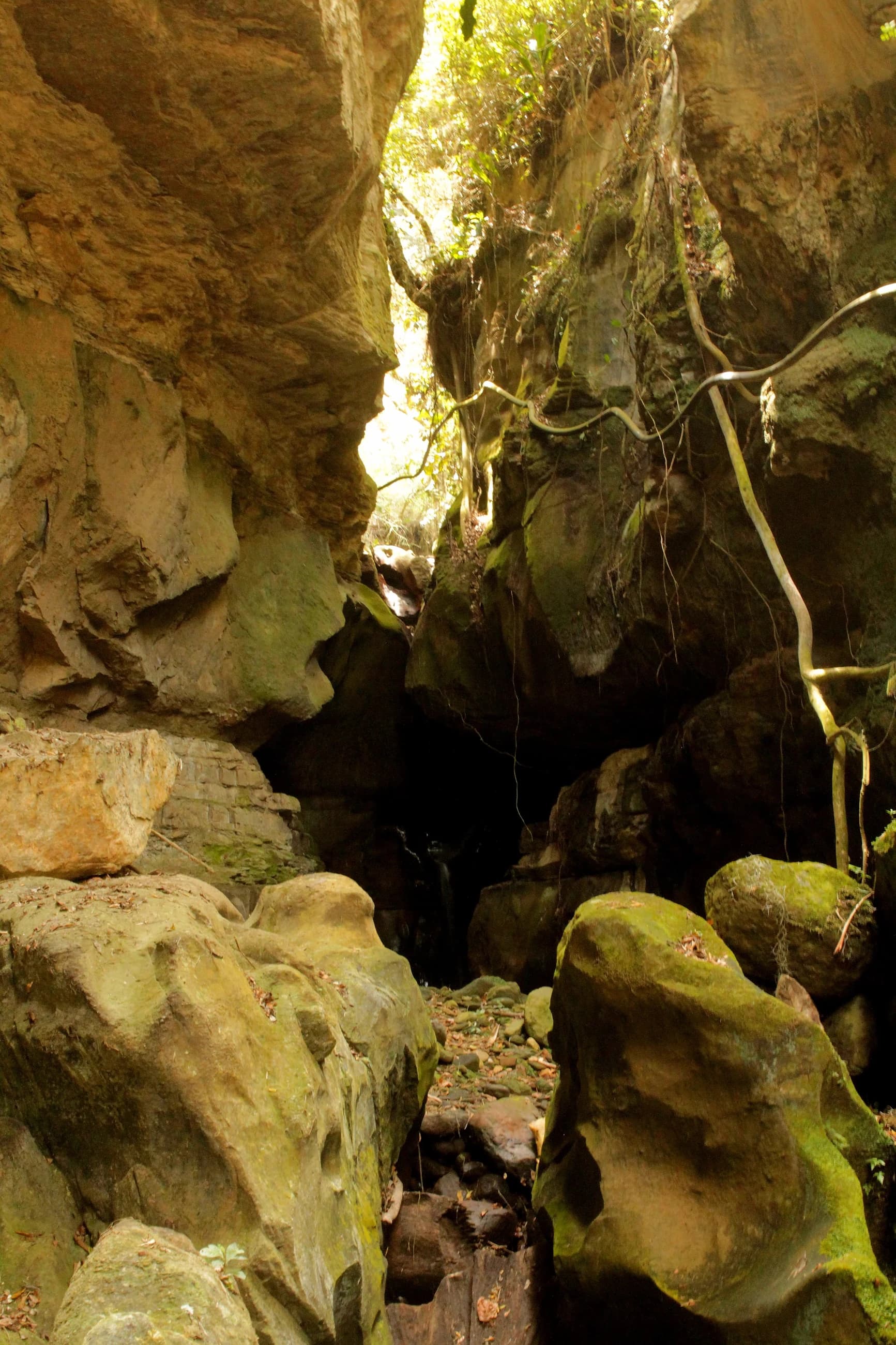 Las paredes labradas del cañón, cubiertas de musgo